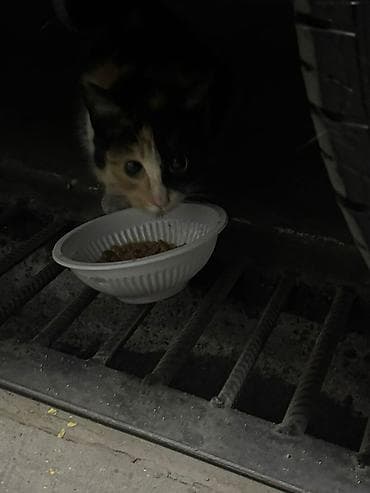 черепахи: Кошка даром: Беспородная, Девочка — 1