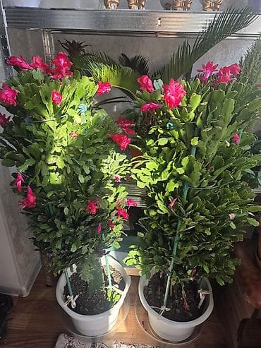 Зигокактус (рождественник, шлюмбергера) штамбовой формы в горшке. -