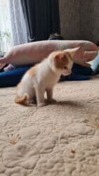 куда можно отдать собаку в бишкеке: Самый лучший подарок- это живой активный малыш,который станет — 11