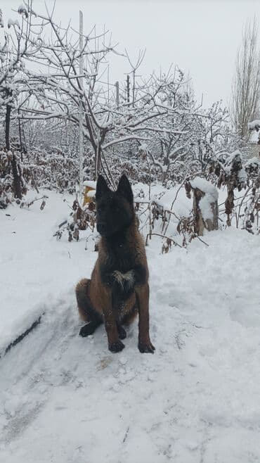 щенки чау чау: Бельгийская овчарка, 7 месяцев, Самка, С прививкой — 1