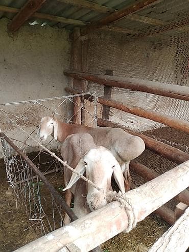 купить собаку доберман в бишкеке: Продаю | Баран (самец) — 5