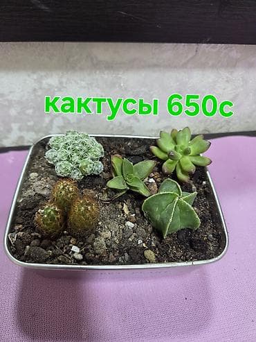 хлорофитума: Комнатные растения в горшках: - Хлорофитум — по 350 с за растение — 7
