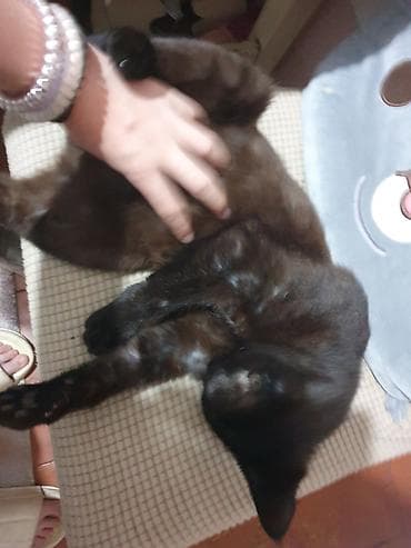 scottish fold: Кошка даром: Беспородная, Мальчик — 2