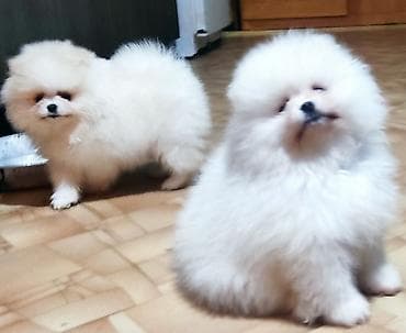 белый шпиц: Шпиц, 2 месяца, Самка, С прививкой, С родословной — 2