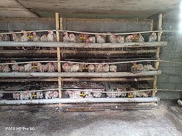Үй жаныбарлары: В связи с переездом продаются куры несушки 150 шт вместе с клеткой — 2