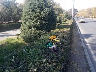 хвойная гирлянда: Саженцы и декоративные посадки для сада и двора. Предлагаются: - — 3