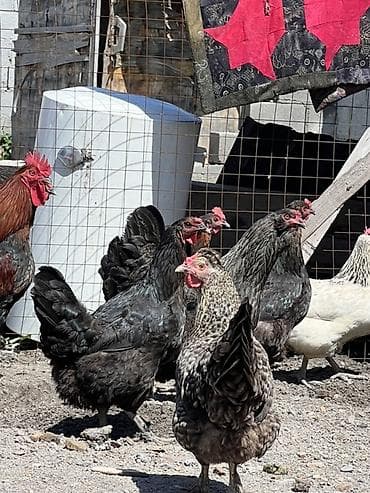 Үй жаныбарлары: Сатам | Тооктор — 5