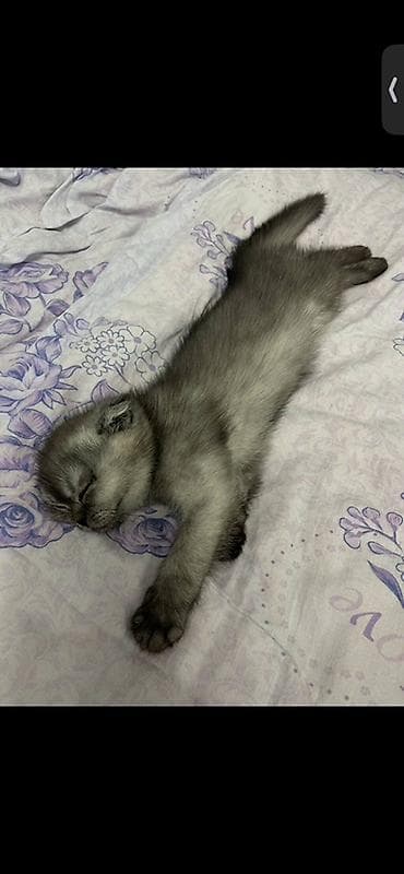продаю бутку: Шотландский вислоухий котёнок, окрас серебристый (дымчатый). - — 1