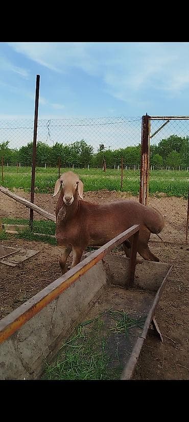 немецкая собака: Продаю | Баран (самец) | Арашан | Для разведения | Матка — 2