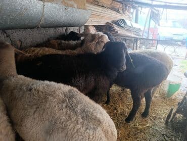 бельгийская овчарка малинуа цена: Продаю | Баран (самец) — 6