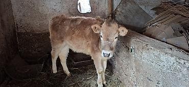 7 айлык: Сатам | Уй (ургаачы), Кунаажын — 3