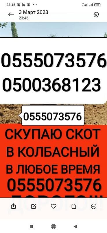 Частное лицо, Колбасный цех : Коровы, быки, Лошади, кони, Другие с/х животные, | Круглосуточно, Любое состояние, Забитый