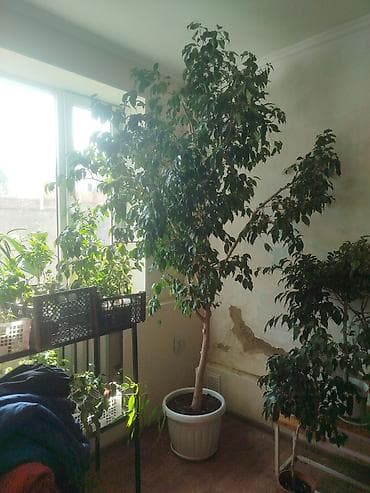 гүл койгуч: Комнатные растения,фикусыалоэ — 8