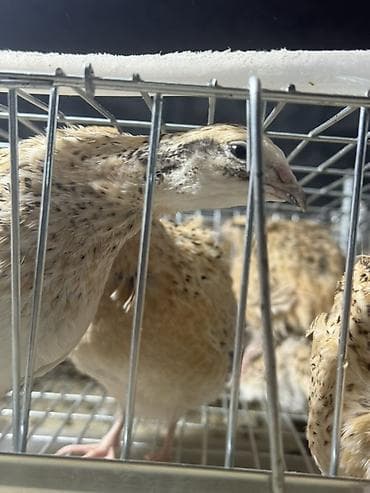 циплята брама: Продаются перепелки самцы живые для забоя самостоятельно! Молодняк — 3