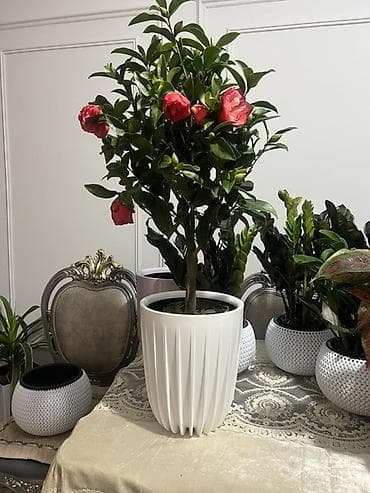 Диффенбахтар: Акция Акция Акция девочки успеваем 🪴 - Растения: диффенбахия и — 10