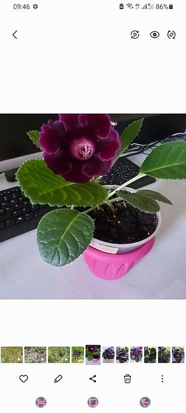 Глоксиния (Sinningia speciosa) с крупными бархатными цветами at lalafo.kg Глоксиния (Sinningia speciosa) с крупными бархатными цветами