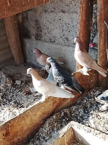 Козы, козлы: Домашние голуби, декоративные и лётные породы (смесь окрасов и типов) — 1