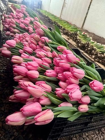 детские парта: Тюльпаны оптом и в розницу Оптом 80сом В розницу 90сом Вотцап - — 4