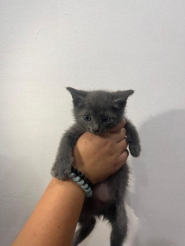 Мышыктар: Котята, домашние, социальные и игривые. Описание: - Возраст: примерно — 1