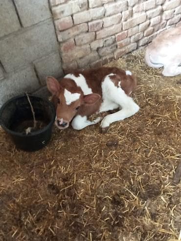 кой уй: Продаю | Музоо, торпок | Для разведения | Искусственник — 1