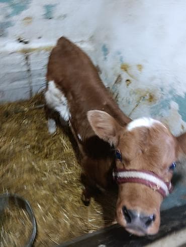 Собаки: Продаю | Музоо, торпок | На откорм | Привязанные — 2