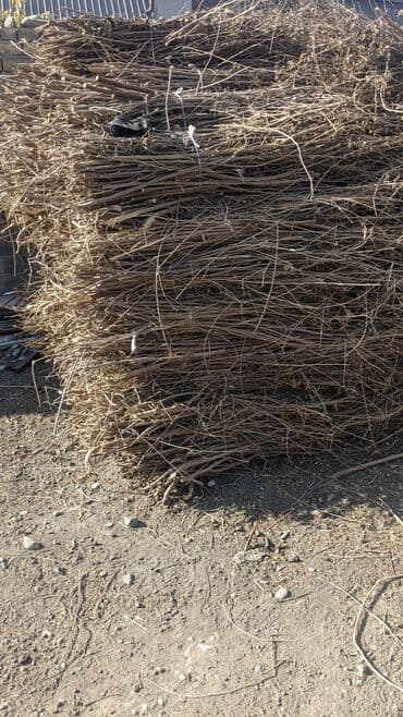 Тыт пресс 60сом