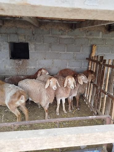 кой козусу: Продаю | Овца (самка) | Арашан | Для разведения | Матка — 8
