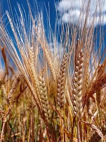 Животные: Продаю🌾арпа ячмень! — 1