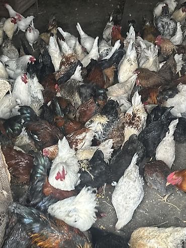 чөп сатылат: Сатам | Тооктор, Короздор | Жарым брама, Үй, Кучинская | Союуга, Көбөйтүү үчүн, Жумуртка туудуруу үчүн — 10