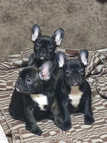 животные собака: Бульдог, 2 месяца, Самец, С прививкой — 7