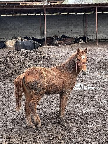 кой рамановский: Продается по остальным вопросам звоните это старое фотка Щяс ему 8 — 5