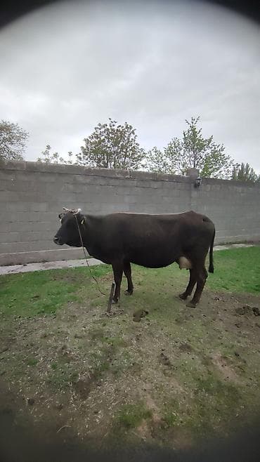 Сатам | Уй (ургаачы) | Сүт алуу үчүн | Байланган — 1