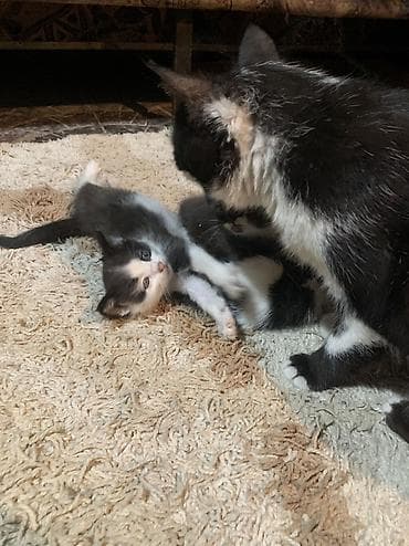 шотландский кот: Кошка даром: Беспородная, 1 месяц, Мальчик — 4