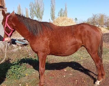 декоративные кролик: Продаю | Кобыла (самка) | Рабочий — 2