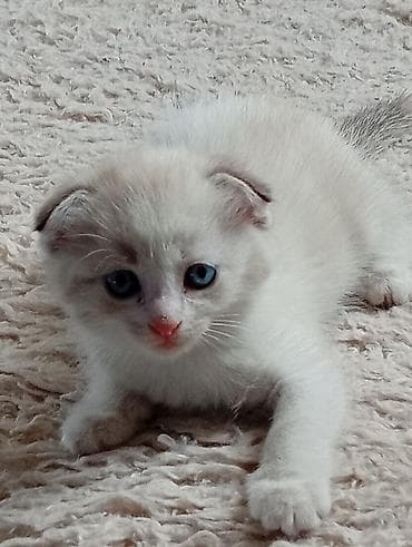 scottish fold: Котята, домашнее потомство. - Порода: беспородные (домашние). - — 7