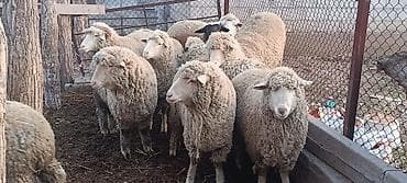 брудер для кур: Продаю | Баран (самец) | Меринос | На забой | Кастрированные — 1