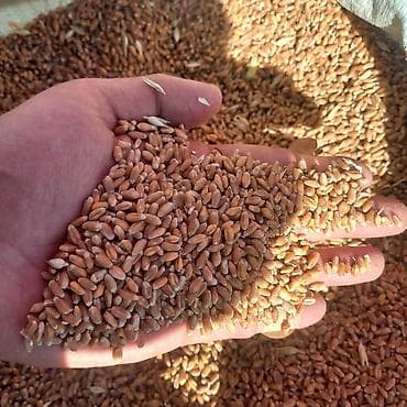 бу мебел бишкек: Пищевое зерно пшеницы (цельное) - Крупное ровное зерно — 3