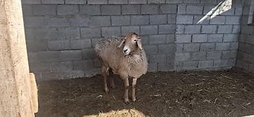 Продаю | Овца (самка) | Арашан | Для разведения | Матка