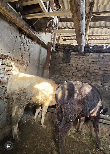 Продаю | Музоо, торпок | На откорм | Привязанные at lalafo.kg Продаю | Музоо, торпок | На откорм | Привязанные