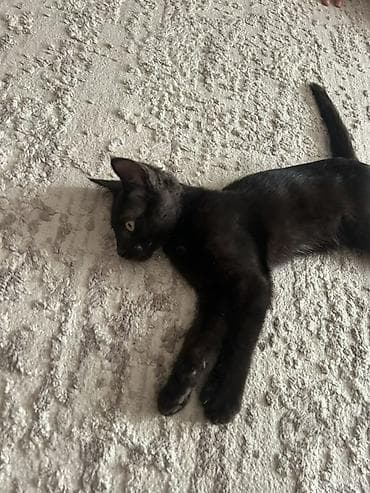 Кошка даром: Беспородная, 4 месяца, Девочка, Приучена к лотку at lalafo.kg Кошка даром: Беспородная, 4 месяца, Девочка, Приучена к лотку