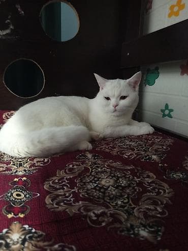 Котёнок пародия-скоттиш страйт -есть свой домик и горшок - Окрас — 2