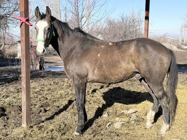 Продаю | Жеребец | Рабочий