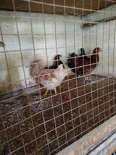 карликовые куры бентамки: Продаю | Цыплята | Домашняя | Для разведения — 3