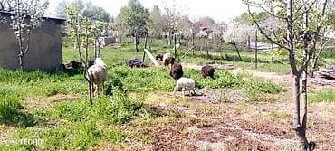 щенок авчарка: Продаю | Ягненок, Баран (самец) | Для шерсти — 4