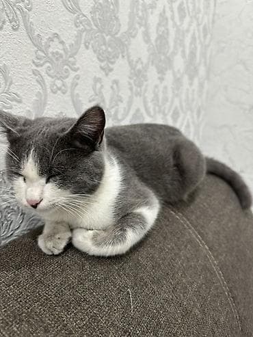 щенки пекинеса в дар: Кошка даром: Беспородная, Мальчик, Приучена к лотку — 3