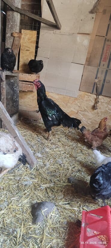 племенные коровы молочные купить: Продаю | Куры | Бойцовая | Для разведения — 2