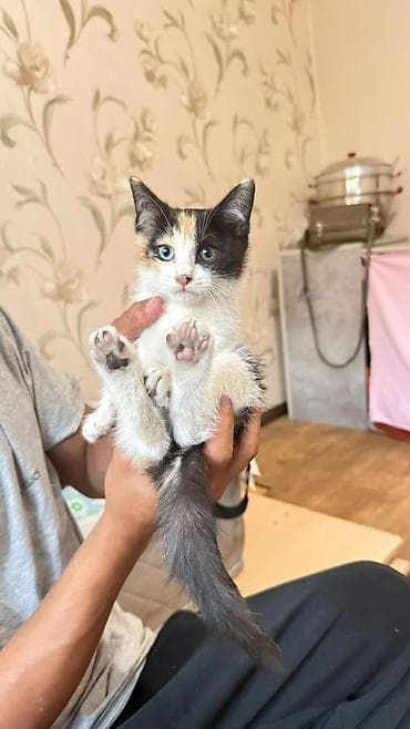 Кошки: Продам Котёнок трёхцветный (черно-бело-рыжий) Уникальная двумя — 2