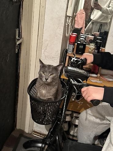 электрические велосипеды бишкек: Электровелосипед — 3