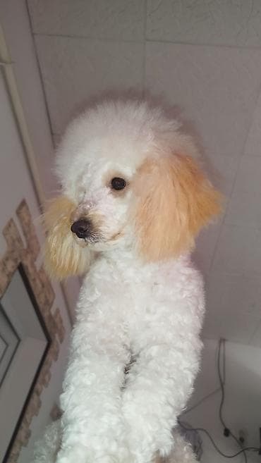 щенки алабай: 🐶 ОТДАЁТСЯ СОБАКА ТОЛЬКО В ОЧЕНЬ ОТВЕТСТВЕННЫЕ РУКИ 🐶 Ищу дом для — 1
