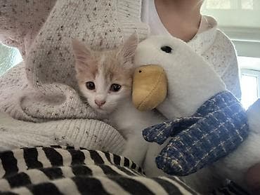 латок для котят: 2 месяца, Мальчик, Белый — 3